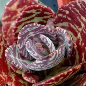 Kalanchoe Humilis Desert Surprise Live Plant – Purple Variegated Succulent – 2-4 inch Pot – Indoor/Outdoor - Image 1
