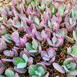 Kalanchoe Humilis Desert Surprise Live Plant – Purple Variegated Succulent – 2-4 inch Pot – Indoor/Outdoor - Image 7