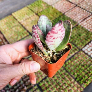 Kalanchoe Humilis Desert Surprise Live Plant – Purple Variegated Succulent – 2-4 inch Pot – Indoor/Outdoor - Image 8