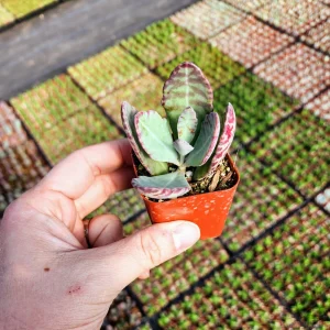 Kalanchoe Humilis Desert Surprise Live Plant – Purple Variegated Succulent – 2-4 inch Pot – Indoor/Outdoor - Image 9