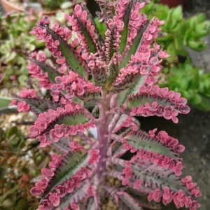 Kalanchoe Pink Butterflies Succulent Plant - Live Mother of Thousands 2