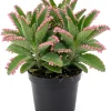 Kalanchoe Pink Butterflies Succulent Plant - Live Mother of Thousands 2" Pot - Image 1