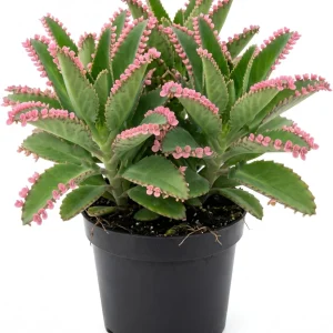 Kalanchoe Pink Butterflies Succulent Plant - Live Mother of Thousands 2