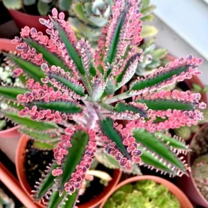 Kalanchoe Pink Butterflies Succulent Plant - Live Mother of Thousands 2