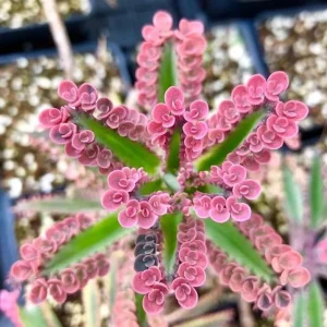 Kalanchoe Pink Butterfly Live Plant - Mother of Thousands Succulent, 2 inch Pot - Image 4