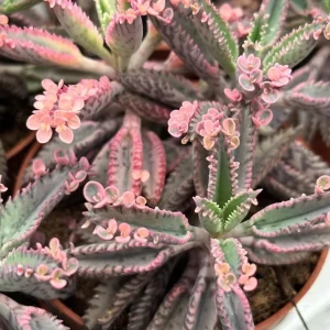Kalanchoe Pink Butterfly Live Plant - Mother of Thousands Succulent, 2 inch Pot - Image 5