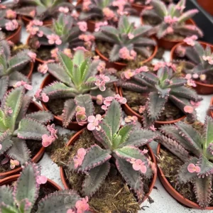 Kalanchoe Pink Butterfly Live Plant - Mother of Thousands Succulent, 2 inch Pot - Image 6