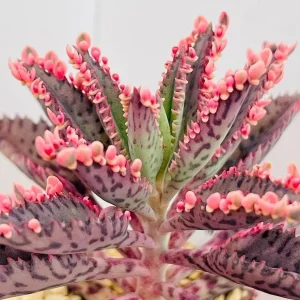 Kalanchoe Pink Butterfly Live Plant - Mother of Thousands Succulent, 2 inch Pot - Image 7