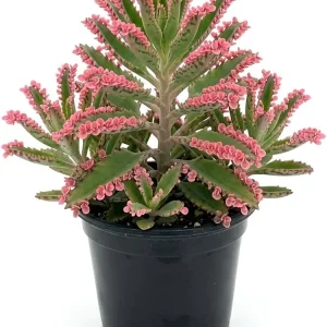Kalanchoe Pink Butterfly Live Plant - Mother of Thousands Succulent, 2 inch Pot - Image 1