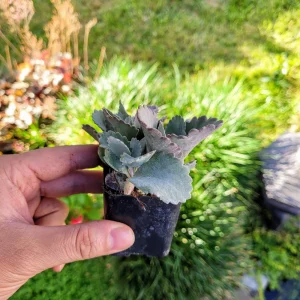 Kalanchoe Pumila Quicksilver Silver Gray Succulent Live Plant – 2.4 inch pot - Image 2