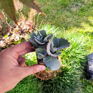 Kalanchoe Pumila Quicksilver Silver Gray Succulent Live Plant – 2.4 inch pot - Image 3