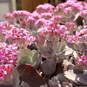 Kalanchoe Pumila Quicksilver Silver Gray Succulent Live Plant – 2.4 inch pot - Image 4