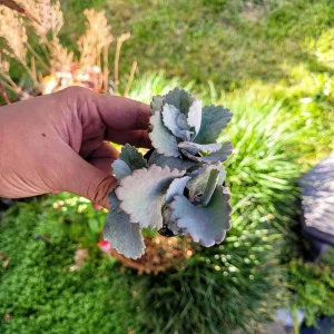 Kalanchoe Pumila Quicksilver Silver Gray Succulent Live Plant – 2.4 inch pot - Image 5