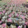 Kalanchoe Pumila Quicksilver Silver Gray Succulent Live Plant – 2.4 inch pot - Image 1