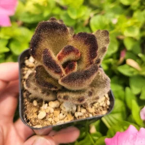 Kalanchoe 'Teddy Bear' Live Plant – 2 inch Potted Fuzzy Succulent, Indoor - Image 10
