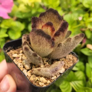 Kalanchoe 'Teddy Bear' Live Plant – 2 inch Potted Fuzzy Succulent, Indoor - Image 7