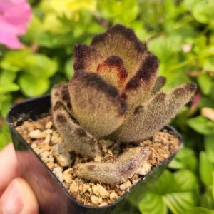 Kalanchoe 'Teddy Bear' Live Plant – 2 inch Potted Fuzzy Succulent, Indoor - Image 8