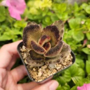 Kalanchoe 'Teddy Bear' Live Plant – 2 inch Potted Fuzzy Succulent, Indoor - Image 9