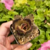 Kalanchoe 'Teddy Bear' Live Plant – 2 inch Potted Fuzzy Succulent, Indoor - Image 1