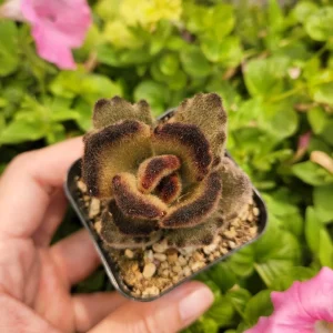 Kalanchoe 'Teddy Bear' Live Plant – 2 inch Potted Fuzzy Succulent, Indoor - Image 1