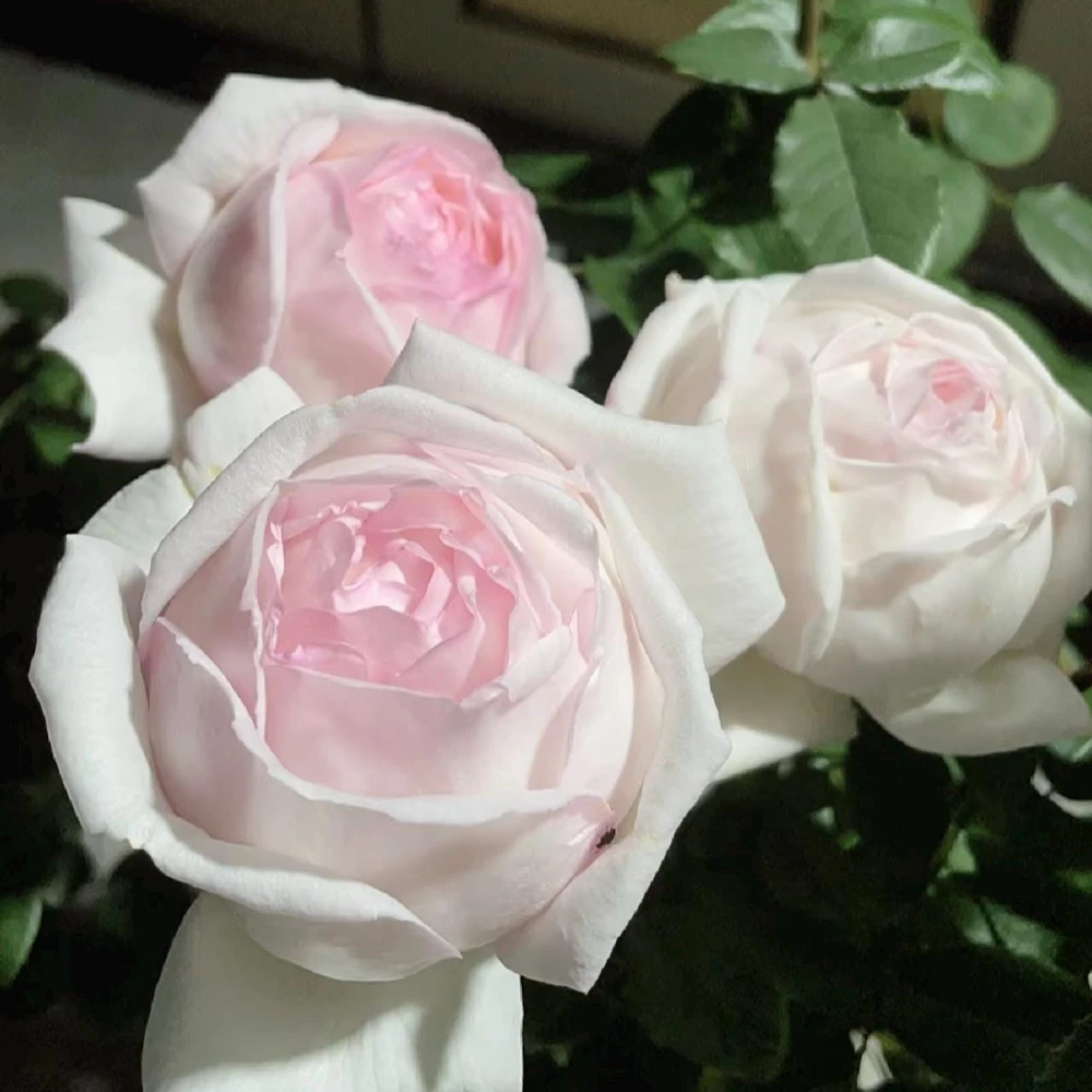 Kaoruno Rose Live Plant - Fragrant Creamy Yellow Japanese Rose, 130 cm Tall, Outdoor - Image 2