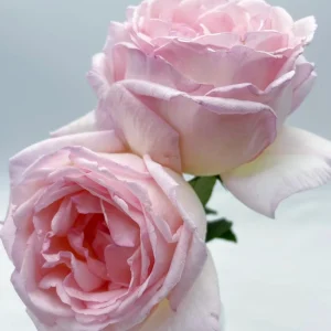 Kaoruno Rose Live Plant - Fragrant Creamy Yellow Japanese Rose, 130 cm Tall, Outdoor - Image 3