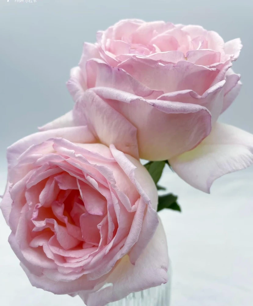 Kaoruno Rose Live Plant - Fragrant Creamy Yellow Japanese Rose, 130 cm Tall, Outdoor - Image 3