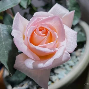 Kaoruno Rose Live Plant - Fragrant Creamy Yellow Japanese Rose, 130 cm Tall, Outdoor - Image 4
