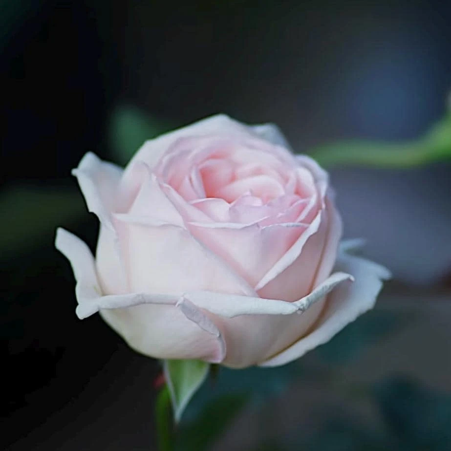 Kaoruno Rose Live Plant - Fragrant Creamy Yellow Japanese Rose, 130 cm Tall, Outdoor - Image 5