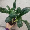 Lacinato Kale Live Plant – 3 Plants in 6 Inch Pot – Edible Vegetable - Image 1