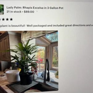 Lady Palm Live Plant - Rhapis Excelsa Indoor Palm - 3 Gallon Pot - Image 2