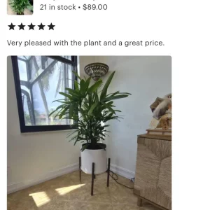 Lady Palm Live Plant - Rhapis Excelsa Indoor Palm - 3 Gallon Pot - Image 3
