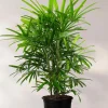 Lady Palm Live Plant - Rhapis Excelsa Indoor Palm - 3 Gallon Pot - Image 1