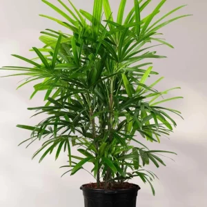 Lady Palm Live Plant - Rhapis Excelsa Indoor Palm - 3 Gallon Pot - Image 1