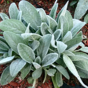 Lamb's Ear Stachys Live Plant – Perennial Starter Plant – Drought Tolerant - Image 2