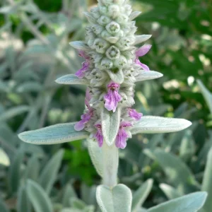 Lamb's Ear Stachys Live Plant – Perennial Starter Plant – Drought Tolerant - Image 3