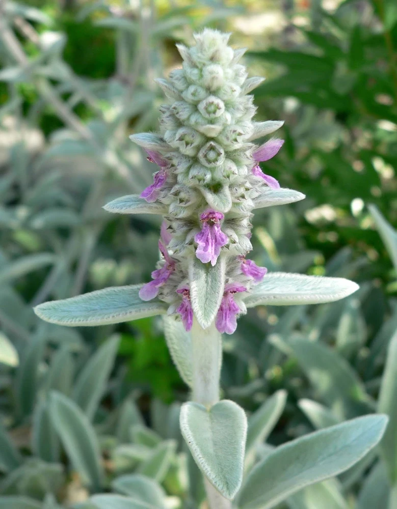 Lamb's Ear Stachys Live Plant – Perennial Starter Plant – Drought Tolerant - Image 3