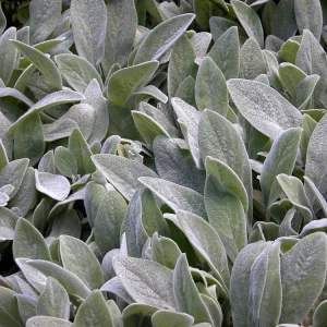 Lamb's Ear Stachys Live Plant – Perennial Starter Plant – Drought Tolerant - Image 1