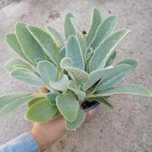 Lamb's Ears Live Plant – 6 Inch Potted Perennial – Soft Silver Foliage - Image 2