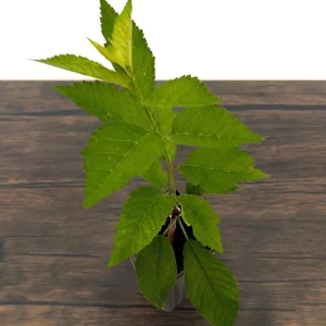 Lapins Cherry Tree Live Plant - Sweet, Self-Fertile, Grafted Fruit Tree for Zones 5-9 - Image 4