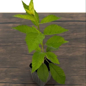 Lapins Cherry Tree Live Plant - Sweet, Self-Fertile, Grafted Fruit Tree for Zones 5-9 - Image 5