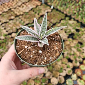 Ledebouria Scilla Violacea Variegata Live Plant - Rare Silver Squill, 4 inch Pot - Image 2