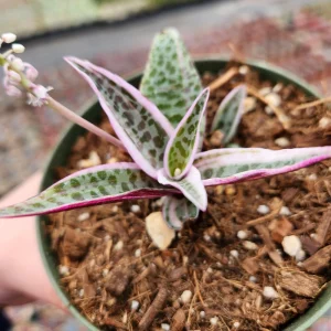 Ledebouria Scilla Violacea Variegata Live Plant - Rare Silver Squill, 4 inch Pot - Image 3