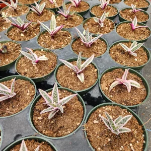 Ledebouria Scilla Violacea Variegata Live Plant - Rare Silver Squill, 4 inch Pot - Image 4