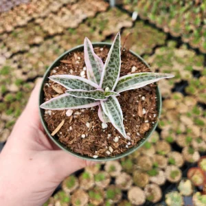 Ledebouria Scilla Violacea Variegata Live Plant - Rare Silver Squill, 4 inch Pot - Image 5