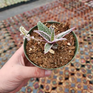 Ledebouria Scilla Violacea Variegata Live Plant - Rare Silver Squill, 4 inch Pot - Image 6