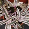 Ledebouria Scilla Violacea Variegata Live Plant - Rare Silver Squill, 4 inch Pot - Image 1