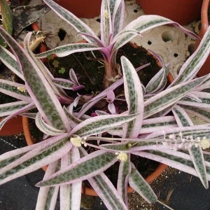 Ledebouria Scilla Violacea Variegata Live Plant - Rare Silver Squill, 4 inch Pot - Image 1