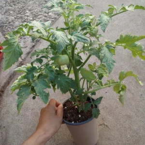 Legend Tomato Live Plant – 2 Plants in 6 Inch Pot – Outdoor Vegetable - Image 2