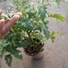 Legend Tomato Live Plant – 2 Plants in 6 Inch Pot – Outdoor Vegetable - Image 1